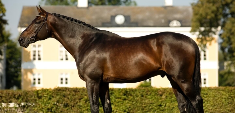 Quali sono i migliori stalloni da Completo?