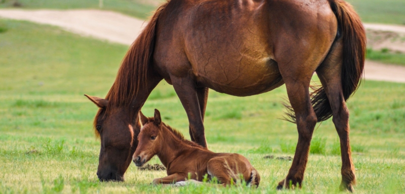 Drastico calo nell’allevamento di cavalli in Germania nel 2024