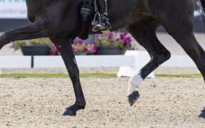 Dressage: on line i binomi per la selezione del Campionato Mondiale giovani cavalli