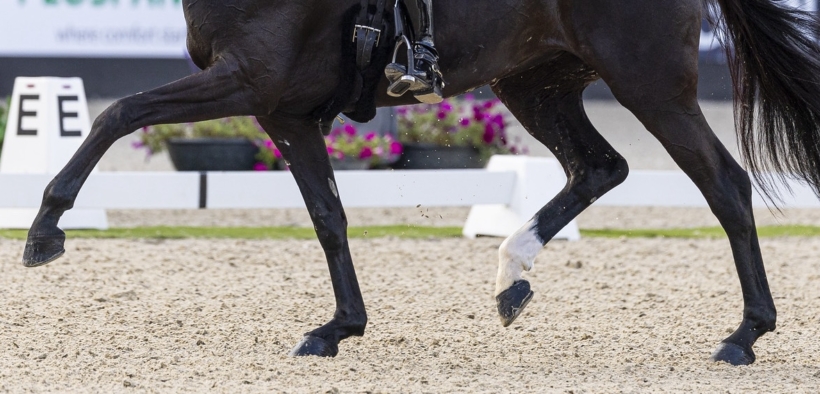 Dressage: on line i binomi per la selezione del Campionato Mondiale giovani cavalli
