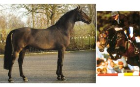 E’ mancato Indoctro: il leggendario stallone di punta di VDL Stud