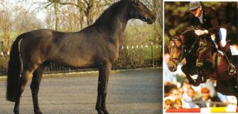 E’ mancato Indoctro: il leggendario stallone di punta di VDL Stud