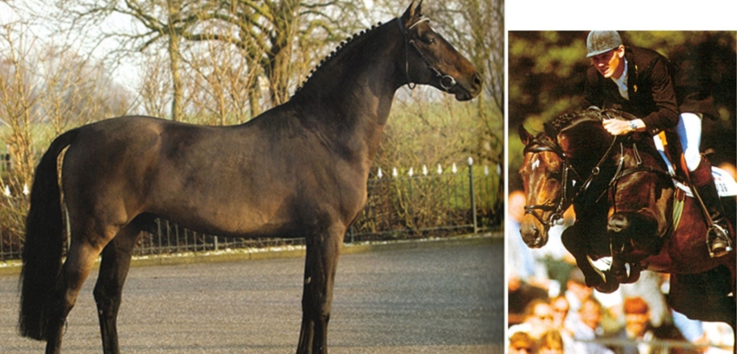 E’ mancato Indoctro: il leggendario stallone di punta di VDL Stud