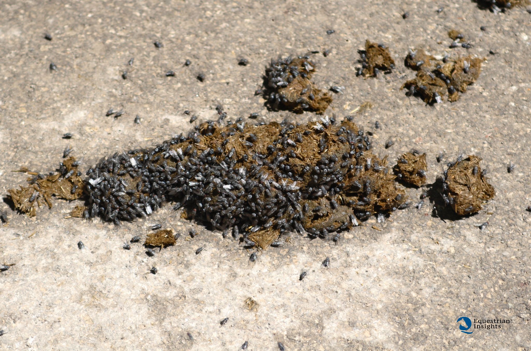 Newpharm®: eleva la biosicurezza in allevamento, ma con consapevolezza 1