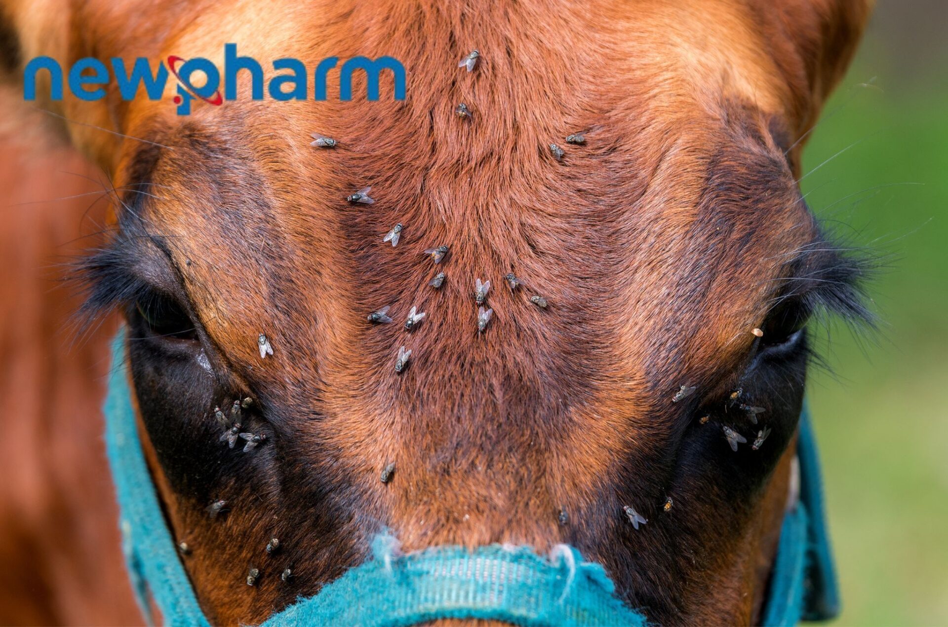 Newpharm®: eleva la biosicurezza in allevamento, ma con consapevolezza 4