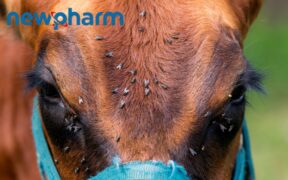 Newpharm®: eleva la biosicurezza in allevamento, ma con consapevolezza 4