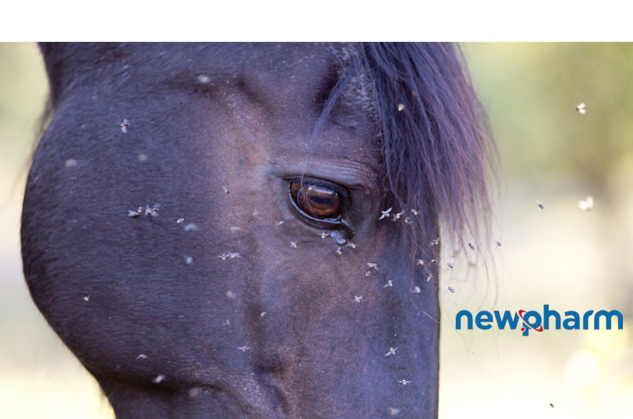 Newpharm®: eleva la biosicurezza in allevamento, ma con consapevolezza