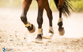 Tipologie di terreno: riflessi sulla longevità sportiva dei cavalli