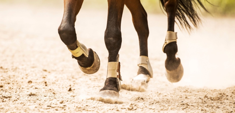 Tipologie di terreno: riflessi sulla longevità sportiva dei cavalli