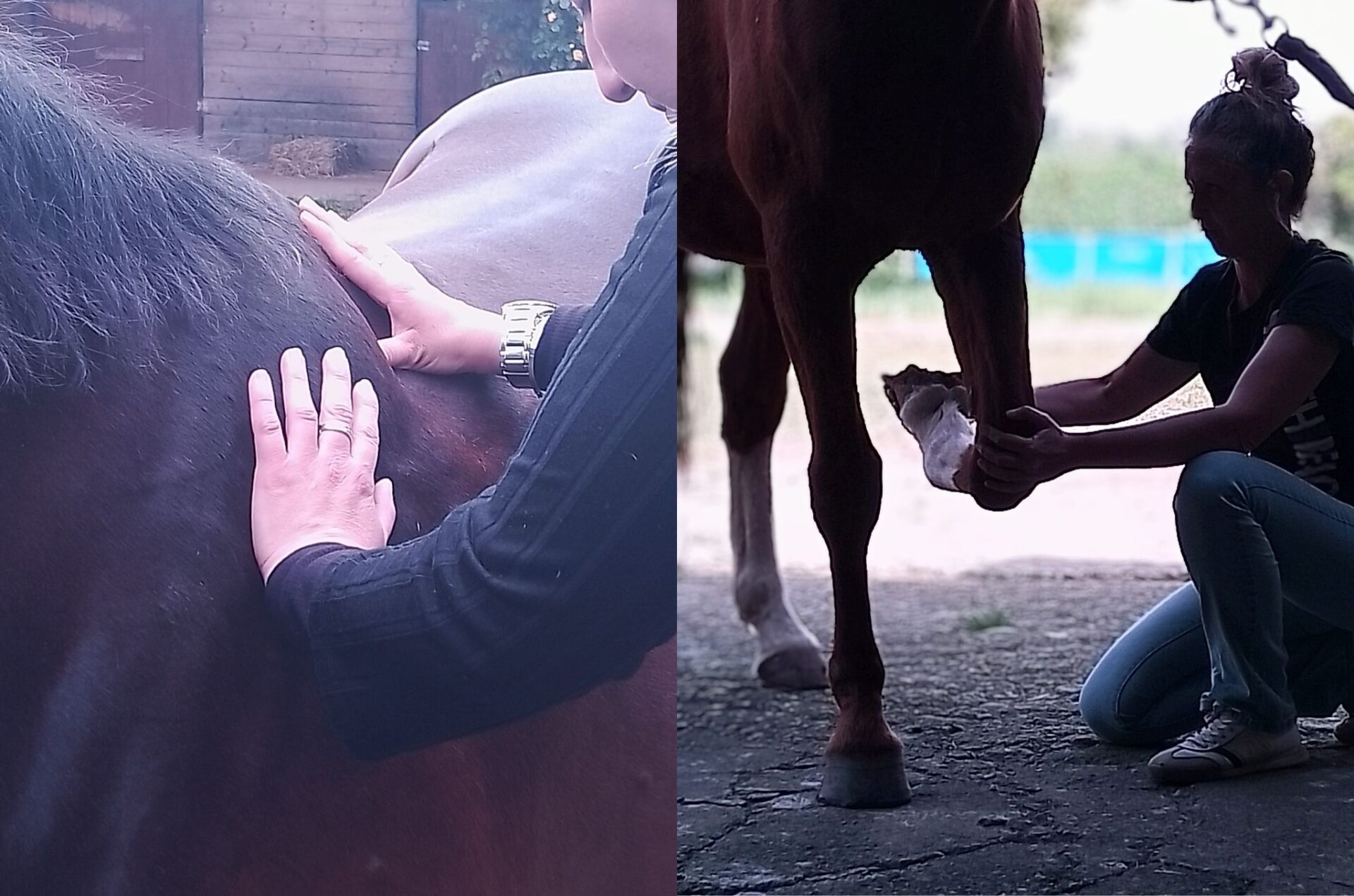 Equestria guarda al futuro dopo l'ed. 2024-25 del corso per operatore massaggio per il cavallo