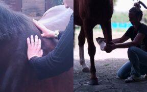 Equestria guarda al futuro dopo l'ed. 2024-25 del corso per operatore massaggio per il cavallo