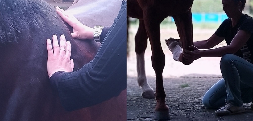 Equestria guarda al futuro dopo l'ed. 2024-25 del corso per operatore massaggio per il cavallo