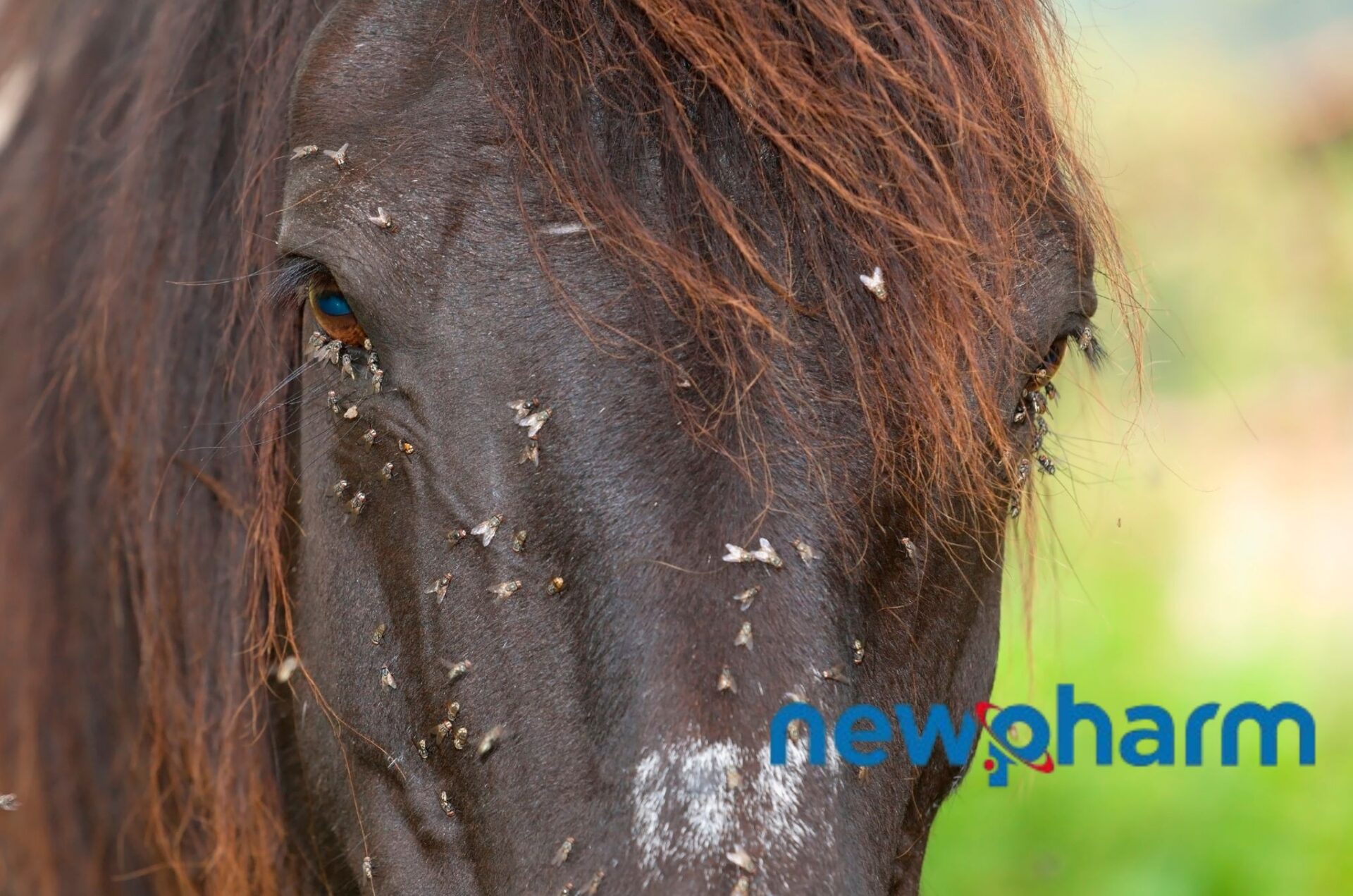 I protocolli contro le mosche Newpharm® per il benessere animale 1