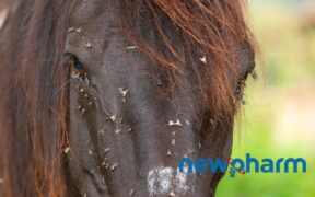 I protocolli contro le mosche Newpharm® per il benessere animale 1