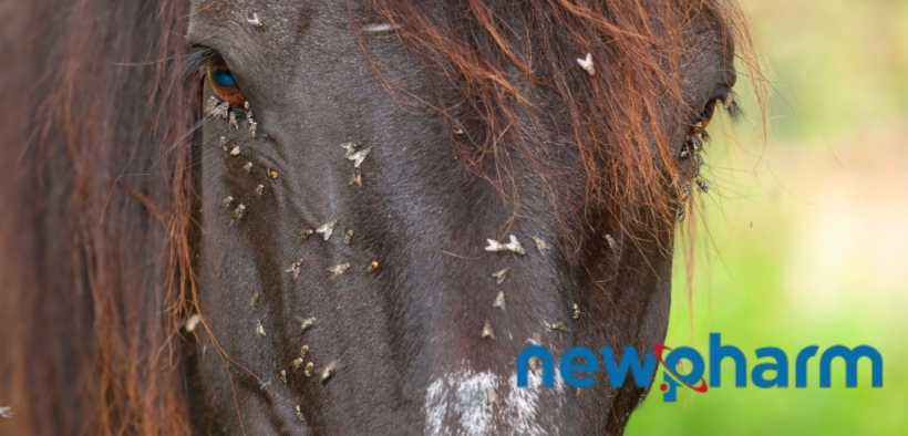 I protocolli contro le mosche Newpharm® per il benessere animale 1