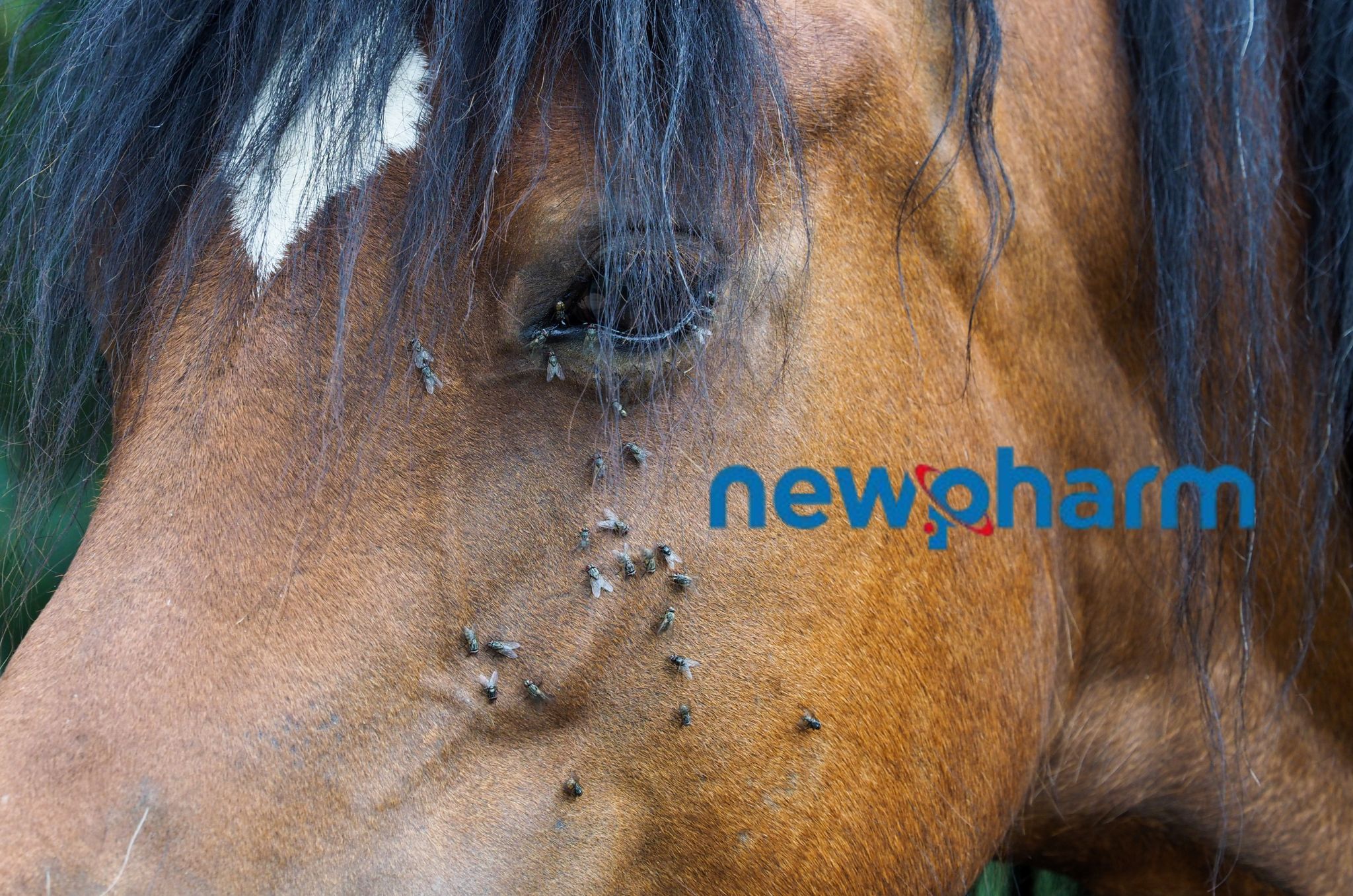 I protocolli contro le mosche Newpharm® per il benessere animale