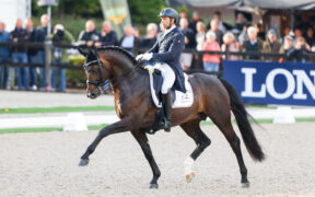 Lo sport torna prioritario per lo stallone Escamillo 1