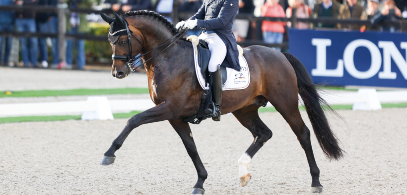 Lo sport torna prioritario per lo stallone Escamillo 1