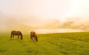 Tragedia nel frusinate; 33 cavalli uccisi da una tempesta di fulmini