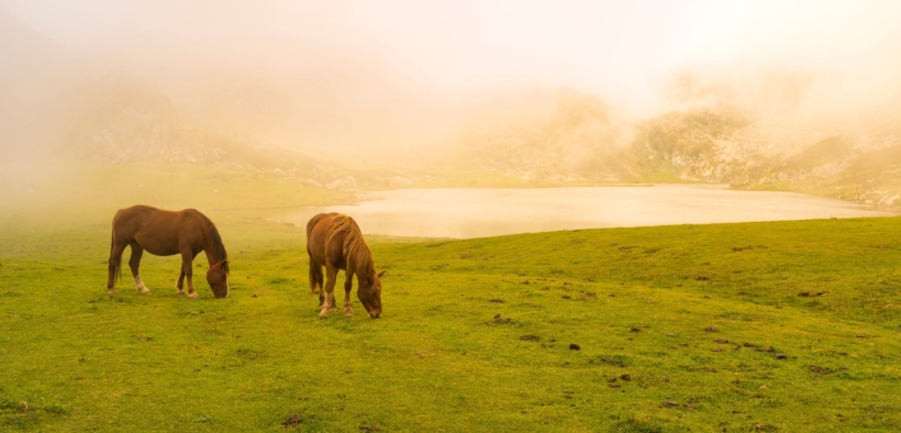 Tragedia nel frusinate; 33 cavalli uccisi da una tempesta di fulmini