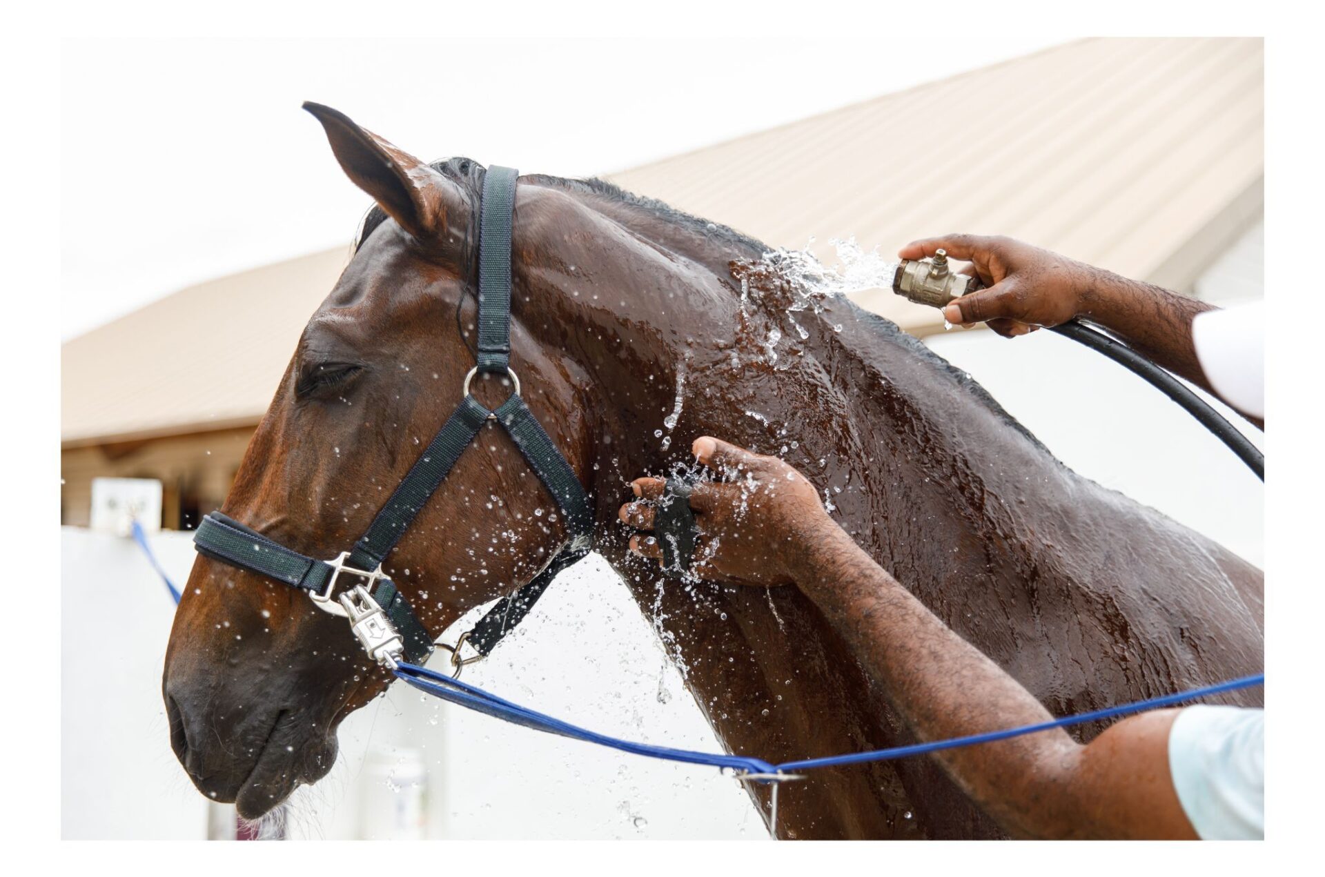 6 false credenze su come raffreddare il cavallo accaldato: achtung!