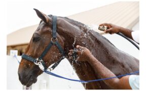 6 false credenze su come raffreddare il cavallo accaldato: achtung!