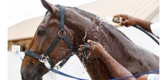 6 false credenze su come raffreddare il cavallo accaldato: achtung!