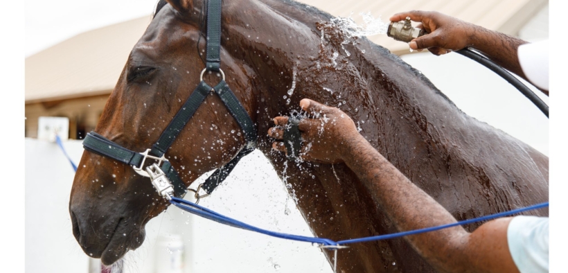 6 false credenze su come raffreddare il cavallo accaldato: achtung!