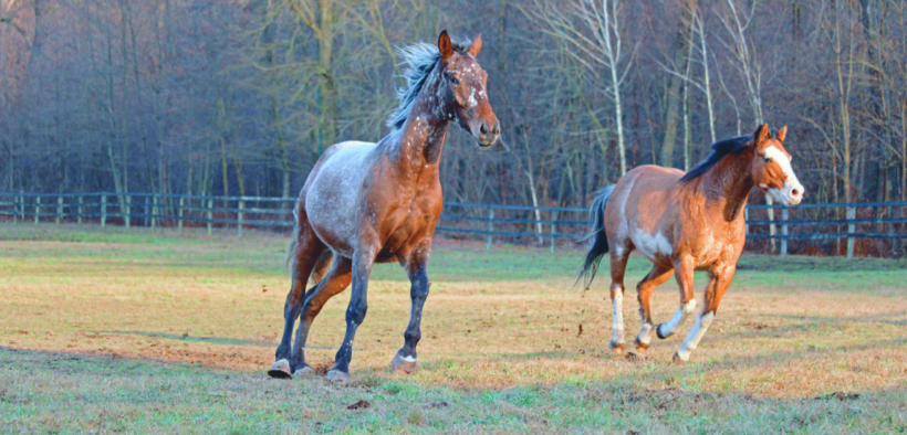 ATS Brianza studia nuove regole e linee guida per il benessere dei cavalli
