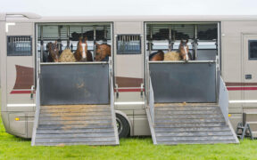 Come gestire l'alimentazione del cavallo in trasferta? Scopriamolo con Cortal