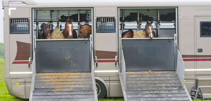 Come gestire l'alimentazione del cavallo in trasferta? Scopriamolo con Cortal