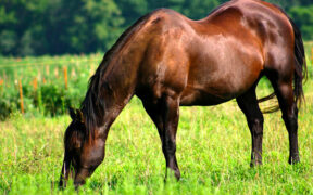 La nutrizione del cavallo anziano: le specifiche di Cortal Horse