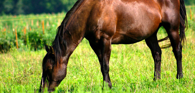 La nutrizione del cavallo anziano: le specifiche di Cortal Horse