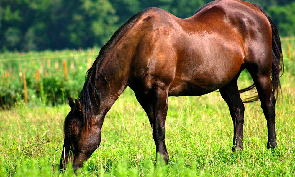 La nutrizione del cavallo anziano: le specifiche di Cortal Horse
