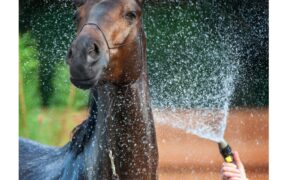 MASAF: Misure di tutela del benessere dei cavalli nella stagione estiva