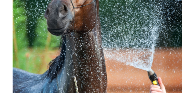 MASAF: Misure di tutela del benessere dei cavalli nella stagione estiva