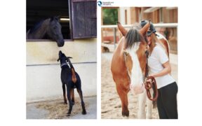 Ops! problema: taluni trasformano in expertise (a pagamento) vuoti, disagi psicologici propri