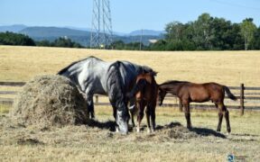 Ottimizzare il budget: in un anno, quanto fieno per i cavalli?