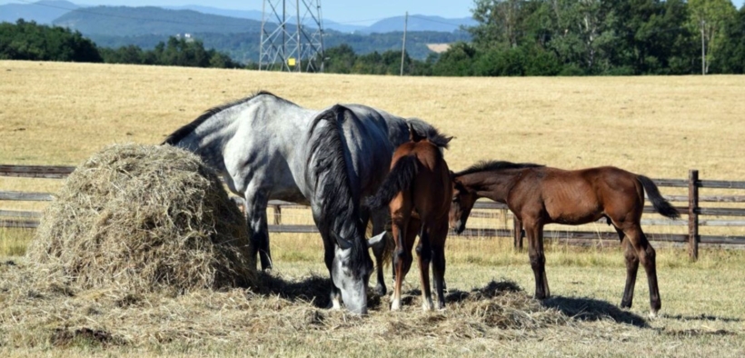 Ottimizzare il budget: in un anno, quanto fieno per i cavalli?