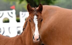 Top stallions: i figli sono di più ma le figlie raggiungono i prezzi più alti