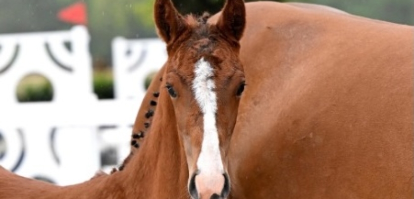 Top stallions: i figli sono di più ma le figlie raggiungono i prezzi più alti