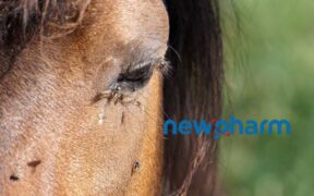 Azamethiphos: l’eccellenza nel controllo di mosche e mosconi 3