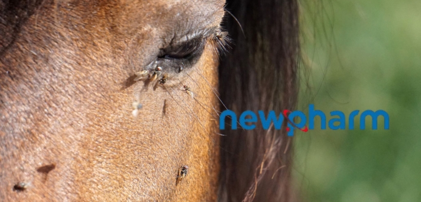 Azamethiphos: l’eccellenza nel controllo di mosche e mosconi 3