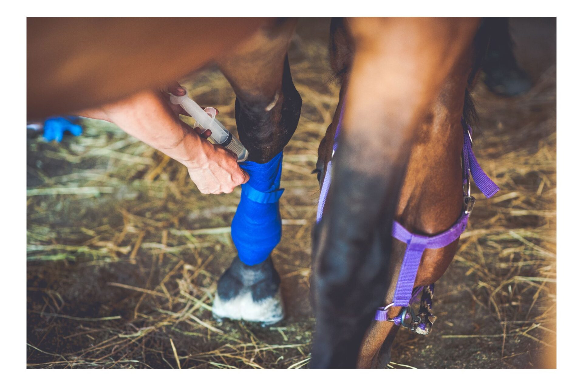 Cavalli da salto, dressage e completo: perchè differiscono gli infortuni?