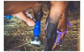 Cavalli da salto, dressage e completo: perchè differiscono gli infortuni?