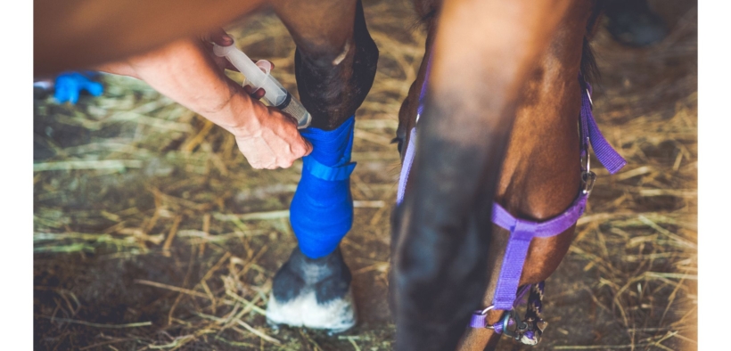 Cavalli da salto, dressage e completo: perchè differiscono gli infortuni?
