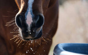 Cortal Horse per l'idratazione del cavallo: alcuni aspetti importanti 2