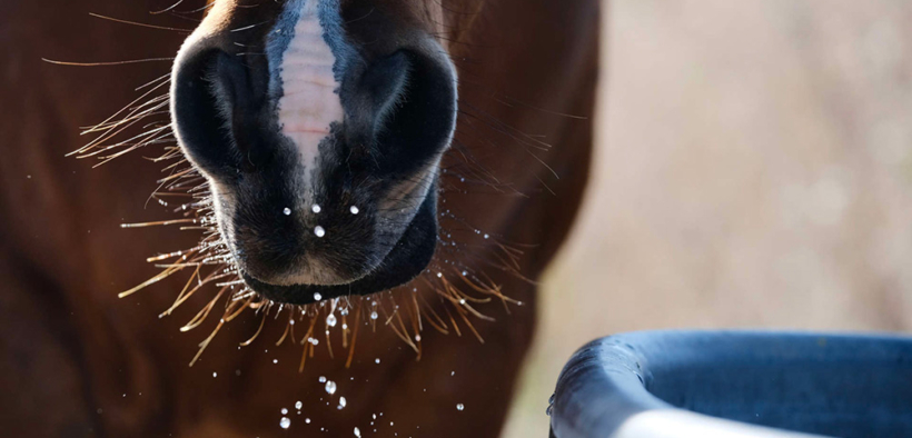 Cortal Horse per l'idratazione del cavallo: alcuni aspetti importanti 2
