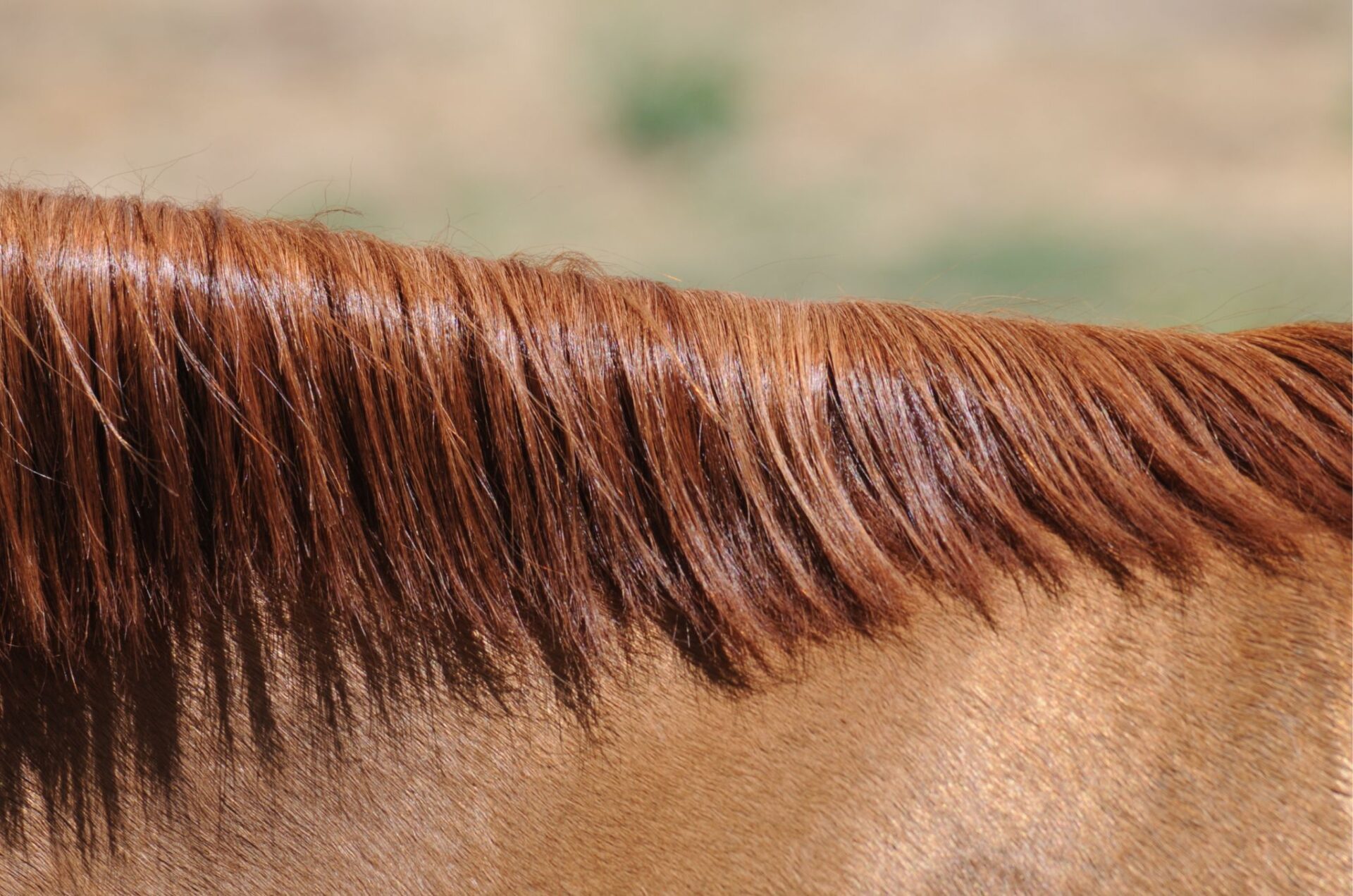 Cosa racconta il crine di un cavallo? Test del Crine antidoping approvato da USEF