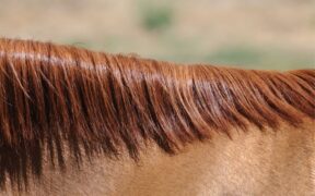 Cosa racconta il crine di un cavallo? Test del Crine antidoping approvato da USEF
